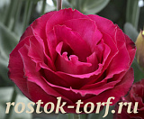 Эустома(Лизиантус) махровая (Eustoma grandiflorum) Croma F1 III Red, 5 драже