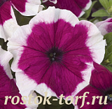 Петуния крупноцветковая (Petunia grandiflora) Hulahoop F1 Burgundy,10 драже