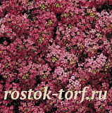 Алиссум морской/Лобулярия (Lobularia maritima) Wonderland® Deep Rose, 5 мультиграну