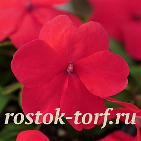 Big pack Бальзамин Impatiens, F1 Single Super elfin® – XP Punch , 30 шт