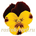 Виола ампельная (Viola trailing F1) Cool Wave Sunshine 'N Wine, 3 шт семян