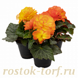 Бегония клубневая (Begonia tuberhybrida) Nonstop Flame, 5 драже