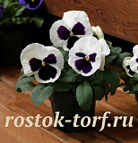 Виола виттрока (Viola wittrockiana) Mammoth™ Glamarama White, 5 шт семян