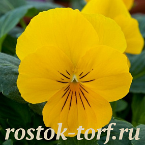 Big pack Виола виттрока (Viola wittrockiana F1) Freefall Golden Yellow, 30 семян