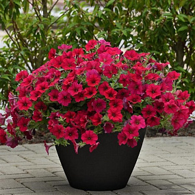 Петуния ампельная многоцветковая (Petunia trayling F1) Wave Carmine Velour, 5 драже