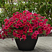 Петуния ампельная многоцветковая (Petunia trayling F1) Wave Carmine Velour, 5 драже