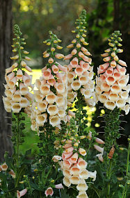 Big pack Наперстянка (Digitalis purpurea) Dalmatian Peach, 30 драже