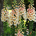 Big pack Наперстянка (Digitalis purpurea) Dalmatian Peach, 30 драже