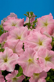 Петуния многоцветковая (Petunia hybrida F1 multiflora) Celebrity Chiffon Morn, 10 драже