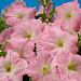 Петуния многоцветковая (Petunia hybrida F1 multiflora) Celebrity Chiffon Morn, 10 драже