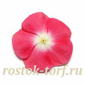 Катарантус розовый (Vinca rosea) Pacifica – Xp Cherry Red Halo Xp, 10 семян
