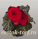 Бегония клубневая (Begonia tuberhybrida) Nonstop Mocca Red, 5 драже