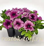 Петуния крупноцветковая (Petunia grandiflora F1) Success! 360° Burgundy Vein, 5 драже