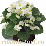 SALE Бегония вечноцветущая (Begonia semperflorens) Ambassador F1 White, 7 драже