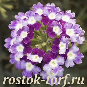 Вербена ампельная Obsession Cascade F1 Twister Violet, 5 шт
