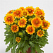 Гайллардия крупноцветковая (Gailardia grandiflora) Mesa Peach, 5шт очищ. семян