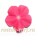 Big pack Катарантус розовый ампельный (Vinca rosea) Mediterranean – Xp Hot Rose, 30 семян