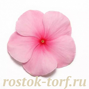 Катарантус розовый (Vinca rosea) Pacifica – Xp Blush, 10 семян