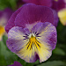 Виола ампельная (Viola trailing F1) Cool Wave Raspberry Swirl, 3 шт семян