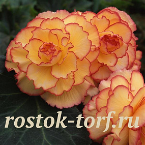 Бегония клубневая (Begonia tuberosa) Amerihybrid Picotee Sunburst, 3 драже