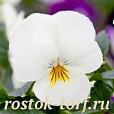 Big pack Виола виттрока (Viola wittrockiana F1) Freefall Cream, 30 семян 