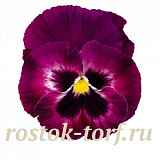 Виола виттрока (Viola wittrockiana) Inspire® DeluXXe Rose Velour 5 шт