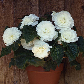 Бегония клубневая (Begonia tuberosa) Amerihybrid Ruffled White, 3 драже