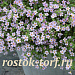 Бакопа сердцелистная (Bacopa cordata) Blutopia®, 3 мультидраже