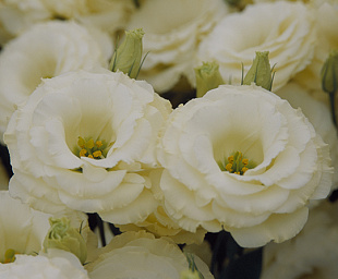 Эустома(Лизиантус) махровая (Eustoma grandiflorum) Arena Gold, 5 драже