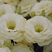Эустома(Лизиантус) махровая (Eustoma grandiflorum) Arena Gold, 5 драже