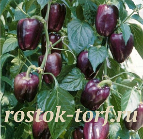 Перец сладкий Ода, 5 шт семян