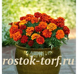 Бархатцы отклоненные (Tagetes patula F1) Fireball, 10 обраб. семян 