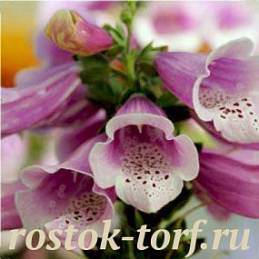 Big pack Наперстянка (Digitalis purpurea) Dalmatian Rose, 30 драже