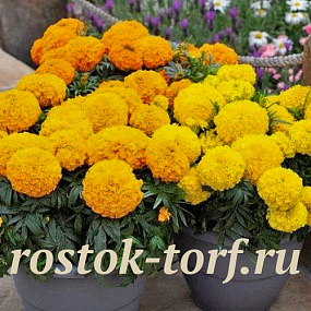 Бархатцы прямостоячие (Tagetes erecta F1) Big Top MIX, 5 очищ. семян