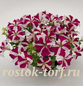 Петуния крупноцветковая (Petunia grandiflora F1) Success! 360° Rose Star, 5 драже