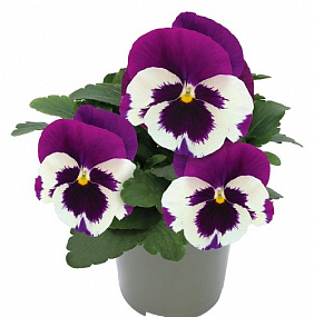 Виола виттрока (Viola wittrockiana) Inspire® DeluXXe White Violet Wing, 5 шт