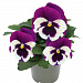 Виола виттрока (Viola wittrockiana) Inspire® DeluXXe White Violet Wing, 5 шт