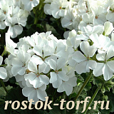 Big pack Пеларгония зональная (Pelargonium x hortorum F1) Nano White, 20 шт