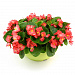 Бегония вечноцветущая (Begonia semperflorens) Ambassador F1 Coral, 10 драже