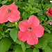 Big pack Петуния крупноцветковая (Petunia grandiflora F1) Success! 360° Deep  Salmon, 30 драже