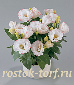 Эустома(Лизиантус) (Eustoma grandiflorum) Rosie Rose Picotee, 5 драже