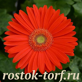 Гербера (Gerbera jamesonii) Mega Revolution Bright Orange Light Eye, 3 шт обраб. семян