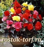 Бегония клубневая (Begonia tuberhybrida) Nonstop Mocca MIX, 5 драже