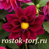 Big pack Георгина гибридная (Dahlia variabilis F1) Figaro Violet Shades, 30 семян