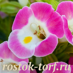 Торения Фурнье (Torenia fournieri) Hi-Lite Pink, 5 драже