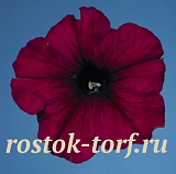Петуния многоцветковая (Petunia hybrida F1 multiflora) Celebrity Burgundy, 10 драже