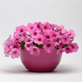 Петуния ампельная (Petunia trayling F1) Easy Wave Pink Passion, 5 драже