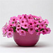 Петуния ампельная (Petunia trayling F1) Easy Wave Pink Passion, 5 драже