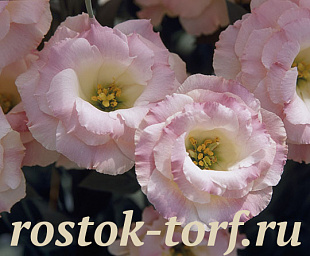Эустома(Лизиантус) махровая (Eustoma grandiflorum) Arena Champagne, 5 драже
