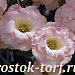 Эустома(Лизиантус) махровая (Eustoma grandiflorum) Arena Champagne, 5 драже